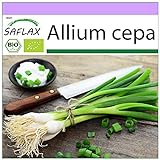 SAFLAX - Ecológico - Cebolla de primavera - Cebolla de Lisboa blanca - 150 semillas - Allium cepa foto / 3,95 €