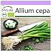 foto SAFLAX - Ecológico - Cebolla de primavera - Cebolla de Lisboa blanca - 150 semillas - Allium cepa
