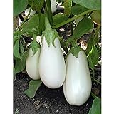 White Star Eggplant Seeds(Hybrid) Seeds (40 Seed Pack) photo / $4.69 ($0.12 / Count)