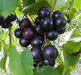 15 Seeds of Purple Black Muscadine Grape photo / $15.99
