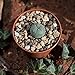foto Lophophora williamsii, peyote. Durchmesser 1,5cm