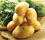 Simply Seed - 5 LB - German Butterball Potato Seed - Non GMO - Naturally Grown - Order Now for Spring Planting photo / $17.99 ($0.22 / Ounce)