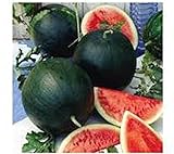 Watermelon, Black Diamond, Heirloom, 25 Seeds, Super Sweet Round Melon photo / $1.99 ($0.08 / Count)
