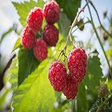 2 Caroline Red - Raspberry Plant - Everbearing - All Natural Grown - Ready for Fall Planting photo / $29.00