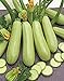 photo Seeds Squash Zucchini Aspirant 38 Days White Bush Vegetable for Planting Heirloom Non GMO