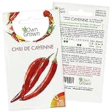 Chilisamen Chili de Cayenne: 5 Premium Cayenne Chili Samen zum Anbau von Chili Pflanzen für Balkon, Kübel und Garten – Cayenne Samen für frische Chilipflanzen – Chili Samen scharf von OwnGrown foto / 2,95 € (2,95 € / stück)