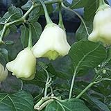 GemüseSamen20Pcs/Bag weiße Glocken Chili Samen natürliche essbare Pflanzen frische lebensfähige Bonsai Pfeffer Samenlinge für Veranda - Pfeffer Samen # foto / 2,99 €