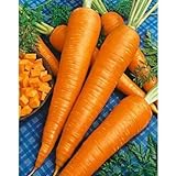 Sow No GMO Carrot Danvers 126 Non GMO Heirloom Sweet Crunchy Vegetable 100 Seeds photo / $1.77 ($0.02 / SEEDS)