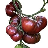 Tomate - Black Krim 10 Samen -Super süße dunkle Fleischtomate- foto / 2,49 €