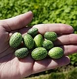 Thumb Watermelon Seeds for Planting-300 Seeds photo / $6.99