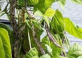 Dragon's Tongue Bush Bean Seeds (Dragon Langerie), 25 Heirloom Seeds Per Packet, Non GMO Seeds, Scientific Name: Phaseolus vulgaris, Isla's Garden Seeds photo / $5.99 ($0.24 / Count)