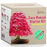 Züchte dein eigenes Bonsai - Züchte einfach 4 Arten von Bonsai-Bäumen mit unserem kompletten, anfängerfreundlichen Starter-Samen-Set - Geschenk set, Einzigartige Geschenkidee foto / 16,95 €