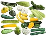 This is a Mix!!! 50+ Zucchini and Squash Mix Seeds 12 Varieties Non-GMO Delicious Grown in USA. Rare, Super Profilic photo / $6.79 ($0.14 / Count)