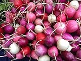 Radish Easter Rainbow Mix Seeds Choose Your Packet Size Easy Grow Heirloom Microgreens and Sprouting bin286 (250 Seeds) photo / $2.99