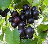 Cutdek 20 Seeds Muscadine Grape Vitis rotundifolia E165, Great Home Orchards photo / $18.99
