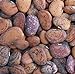 photo Jackson Wonder Butterbean Bush Lima Bean Seed Heirloom Beans 25 Count Seeds