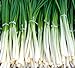 photo Fast-Growing Bunching Onion Seeds -