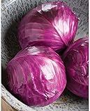David's Garden Seeds Cabbage Ruby Perfection 7742 (Red) 100 Non-GMO, Hybrid Seeds photo / $3.95