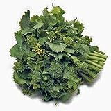 Broccoli Raab Seeds, Rapini, Heirloom, Non GMO, 100 Seeds, Delicious a Culinary Delight photo / $2.99