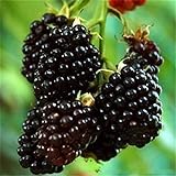 Nueva Negro Rojo Amarillo Frambuesas Semillas de frutas Berry Bush Rubus Jardín 20pcs foto / 14,99 €