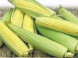 Corn, Golden Bantam Yellow Corn, Heirloom, Non-GMO,20 Seeds, Delicious and Sweet Veggie photo / $1.99 ($0.10 / Count)
