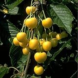 Obstbaum Kirsche Kirschbaum Busch Form gelb Dönissens gelbe Knorpelkirsche - hochwertige Baumschul Qualität direkt vom Fachhändler foto / 32,90 €