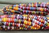 CEMEHA SEEDS - Corn Montana Mix Sweet Non GMO Vegetable for Planting photo / $6.95 ($0.28 / Count)