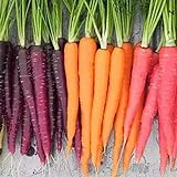 Frisches Obstsamen mit 500Pcs Gemischte Farbe Karottensamen Leckeres Gemüse Obst Garten Farm Pflanze zum Pflanzen Garten Yard Home Landschaftsbau foto / 0,01 €