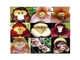 100 PCS cara del mono orquídea tropical de la mezcla Semillas Planta rara flor exótica Bonsai foto / 4,99 €