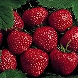 25 Earliglow Strawberry Plants - Bareroot - The Earliest Berry! photo / $19.19 ($0.77 / Count)