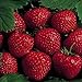 photo 25 Earliglow Strawberry Plants - Bareroot - The Earliest Berry!
