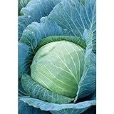 Stonehead Cabbage Seeds (60+ Seed Package) photo / $6.69