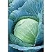 photo Stonehead Cabbage Seeds (60+ Seed Package)