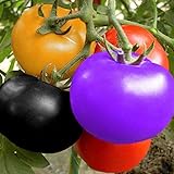 Arcoíris Semillas de Tomate Jardín Orgánico Frutas Semillas de Vegetales Planta Hogar Patio Decoración (100 Piezas) foto / 6,89 €