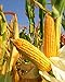 photo 300 Seeds Yellow Dent Corn Kernels Grain Corn Seeds Field Corn for Corn Meal Grinding Planting Heirloom Non-GMO