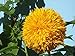 foto Sonnenblumenkerne 20 / Pack (Helianthus annus) Bio-Hausgarten ohne GVO Sonnige Sonnenblumenkerne Offene bestäubte Samen zum Pflanzen von großen Teddy-Sonnenblumen