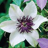 50 White and Purple Clematis Seeds Bloom Climbing Perennial Flowers Seed Flower Vine Climbing Perennial photo / $9.99