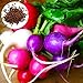 foto Gemüsesamensorten - 150Pcs / Bag Karottensamen Saftig Leckere Leckere Nahrhafte Mischfarbe Rettich Gemüse Pflanzen Samen für Outdoor Kinder Anfänger Gärtner Geschenk -1 #