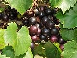 Large Black Muscadine Seed - Self Fertile Native Grape Seeds (0.5gr to 3.0gr) photo / $13.99