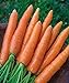 photo 700+ Seeds of Carrot Scarlet Nantes, Daucus carota, Great Flavor, Texture, Uniformity Carrot, Heirloom, Non-GMO Seeds, Open Pollinated, Cool Season