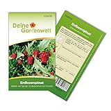 Erdbeerspinat Samen - Chenopodium foliosum - Erdbeerspinatsamen - Gemüsesamen - Saatgut für 200 Pflanzen foto / 1,99 € (0,01 € / stück)