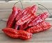 foto Hot Chili Pfeffer Bhut Jolokia Rot - Pepper - ertragreich - über eine Million Einheiten - 10 Samen