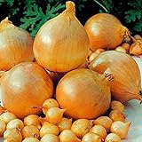 1 Beutel Zwiebelsamen zum Anpflanzen, saftige, fettarme georgische Fruchtsamen für Küche, Garten und Balkon - Zwiebelsamen foto / 2,89 €