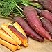 photo Cosmic Purple Carrot Seeds, 500 Heirloom Seeds Per Packet, Non GMO Seeds, Isla's Garden Seeds