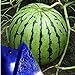 photo MITRAEE Fresh 100pcs Watermelon Fruit Seeds for Planting Blue
