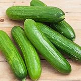 Spacemaster 80 Cucumber Seeds - 50 Count Seed Pack - Non-GMO - Produces Large Numbers of flavorful, Full-Sized Slicing Cucumbers Perfect for The Small Garden. - Country Creek LLC photo / $2.29