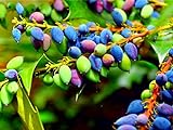 20 Oregon Grape Seeds for Planting - Stunning Ornamental Fruit Bearing Plant - Berberis bealei, Barberry, Leatherleaf Mahonia photo / $8.98 ($0.45 / Count)