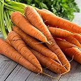 Tendersweet Carrot Seeds - 50 Count Seed Pack - Non-GMO - Rich-Orange Colored Roots are coreless, Crisp and Very Sweet. Perfect for Canning, juicing, or Eating raw. - Country Creek LLC photo / $2.29