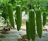 20 Bitter Melon Seed(s)-ASFP Green Skin Bitter Gourd Ku Gua 青皮苦瓜, Can Grow in Pot or Tray photo / $16.22