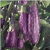 Unbrandred Fairy Tale Eggplants Seeds (25+ Seeds)(More Heirloom, Organic, Non GMO, Vegetable, Fruit, Herb, Flower Garden Seeds (25+ Seeds) at Seed King Express) photo / $3.69
